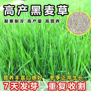 牧草种子进口一年生黑麦草种子多次收割四季种植养牛羊鸡鸭鱼鹅兔