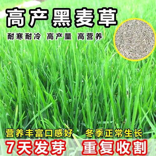 国产冬牧70黑麦草种子一年生