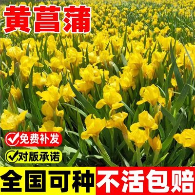 【黄菖蒲】 池塘河道水生植物花卉草盆栽花卉水池绿化庭院水景观