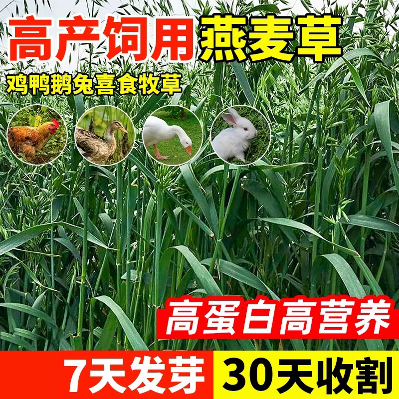 饲用燕麦草种子养殖牧草耐寒种籽四季养殖牧草喂牛羊鸡鸭鹅猪草籽