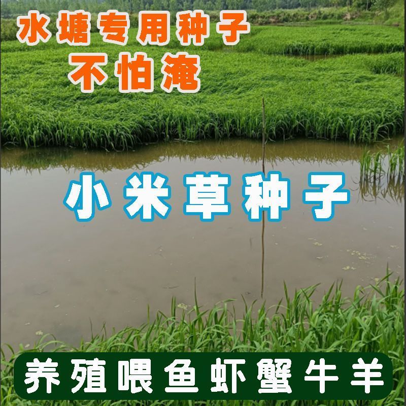 小米草种子耐高温耐水淹鱼虾蟹高产牧草种籽池塘水稻田四季夏季