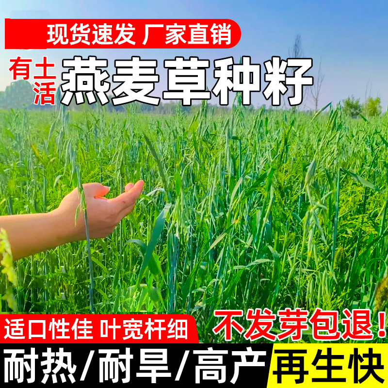饲用燕麦种子高产养殖绿肥耐收割牛羊草种冬天耐寒高产型养牛牧草