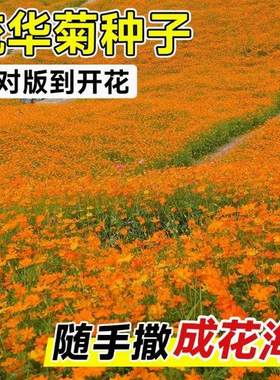 硫华菊花籽黄秋英波斯菊花种子四季播种开花地被植物室外庭院花卉