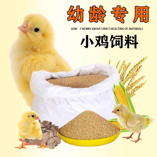 鸡饲料喂芦丁鸡育雏小鸡