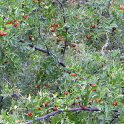 深山野生酸枣仁中药材睡眠茶安神助眠失眠酸枣仁中药材