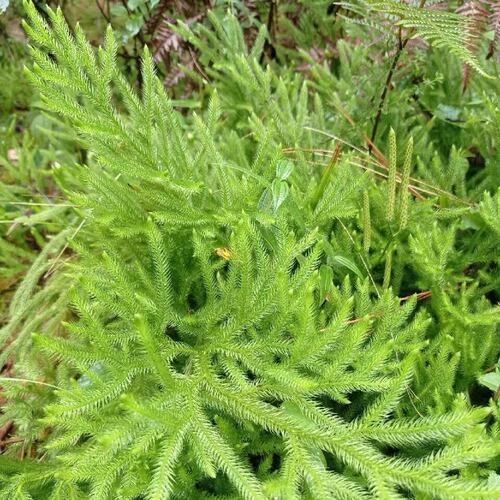 正宗高原伸筋草 石松 舒筋草 抽筋草 新鲜现摘中草药材晒干