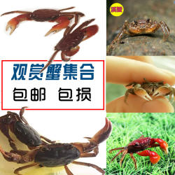 野生活体螃蟹河蟹溪蟹原生态辣椒蟹水族观赏相手蟹淡水迷你宠物