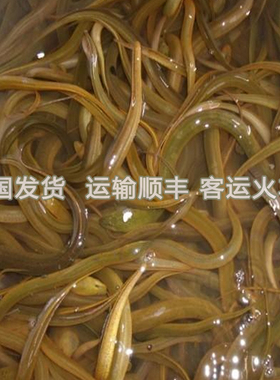 养殖场供黄鳝鱼苗黄鳝苗长鱼苗小长鱼鳝鱼苗小黄膳活体顺丰
