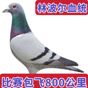 种鸽信鸽成绩鸽公棚血统鸽赛鸽信鸽活体天落鸽子信鸽种鸽包邮包活