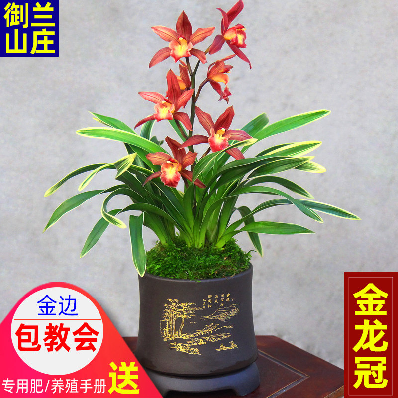 兰花苗金边矮种【金龙冠】墨兰室内盆栽四季绿植好养浓香植物