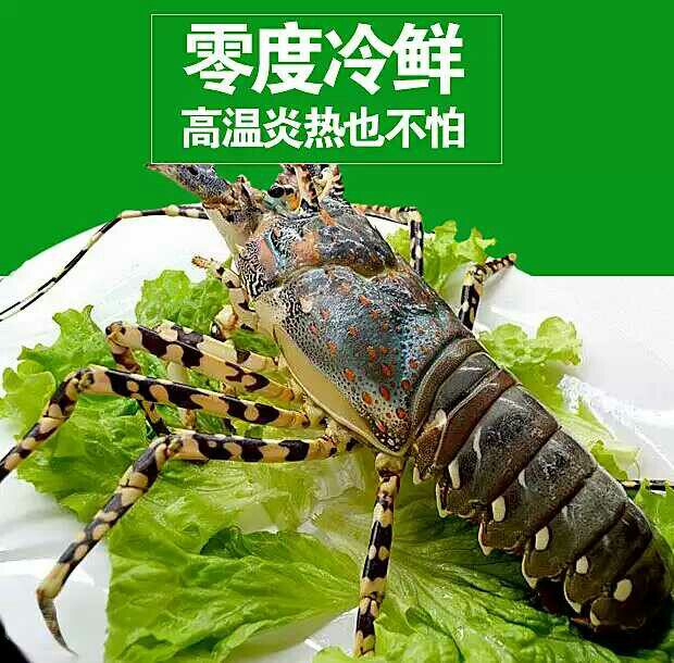 兰州老李海鲜 鲜活澳洲大青龙