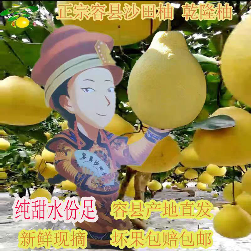 广西容县沙田柚白心香甜水份足