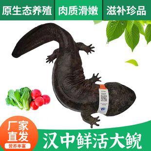 【9斤一条】娃娃鱼鲜活食用养殖活体生鲜水产包邮包活大鲵