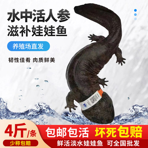 【4斤一条】汉中娃娃鱼鲜活食用生鲜大鲵海鲜水产淡水鱼肉质鲜美