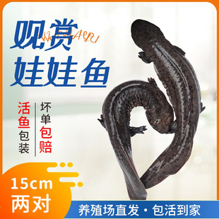 【15cm二对】汉中娃娃鱼鲜活小鱼苗两条宠物鱼苗大鲵观赏鱼包活