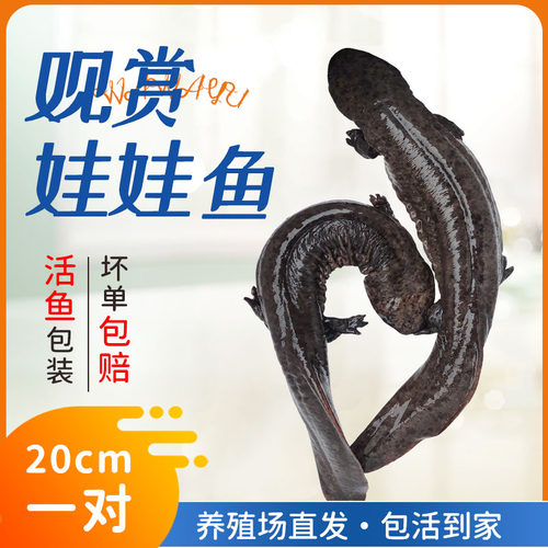 20cm一对汉中娃娃鱼宠物鱼观赏鱼