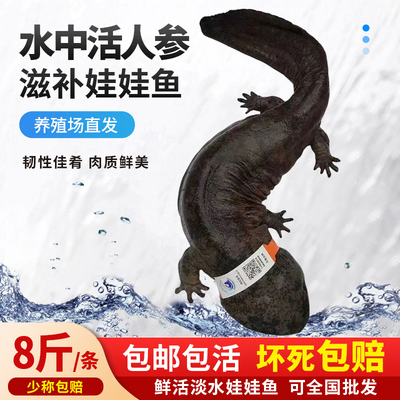 8斤汉中娃娃鱼食用生鲜