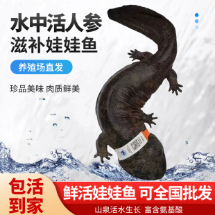 【7斤一条】汉中娃娃鱼鲜活食用生鲜海鲜水产淡水鱼肉质鲜美大鲵