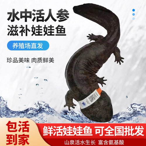 7斤汉中娃娃鱼生鲜大鲵