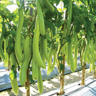 绿长茄种子苗高产四季线茄青茄子种籽青皮耐寒春季菜种子蔬菜种孑