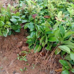 1000株四季桂小苗扦插苗月月桂日香桂佛顶珠桂花树树苗小苗