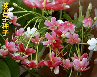 花卉药材使君子种子 留求子史君子种苗 五梭子 索子果 冬均子种籽