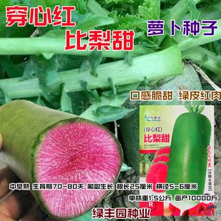 穿心红水果萝卜种子秋播比梨甜萝卜生吃脆甜青皮红瓤红心萝卜种籽