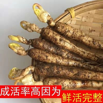 长白山人参苗室内参苗野山参种子庭院种植盆栽地栽可食用