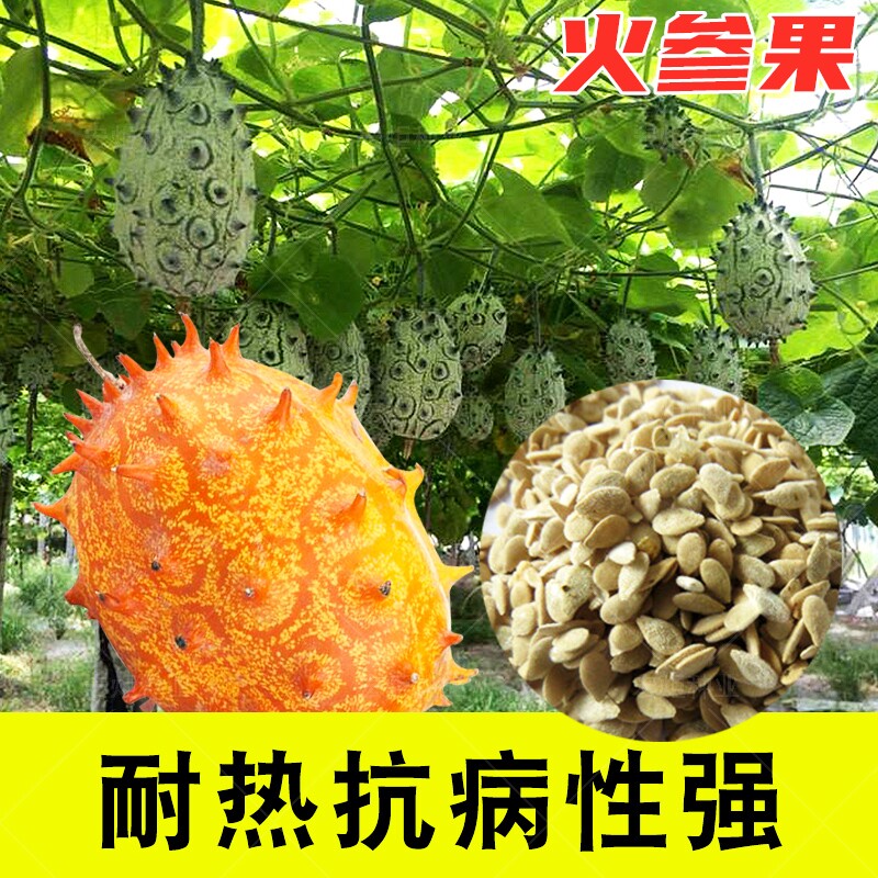 火参果种子 非洲刺角瓜种籽 春夏秋四季灭霸黄瓜阳台盆栽蔬菜种孑