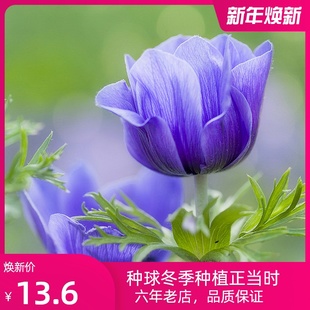 5颗 银莲花种球根荷兰进口冬季耐寒四季盆栽郁金香风信子宿根花卉