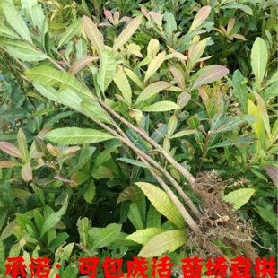 杨梅实生苗100颗杨梅砧木杨梅树树苗杨梅小苗杨梅幼苗芽苗未嫁接