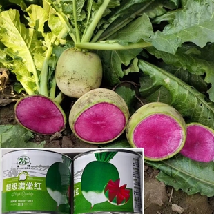 超级满堂红萝卜种子甜蜜蜜满堂红青皮红心萝卜种籽秋播脆甜心里美
