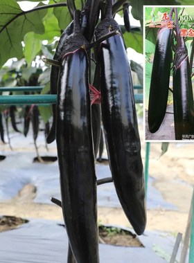 黑金11869黑龙春秋茄子种子 北方高产长棒黑茄子种籽四季茄孑