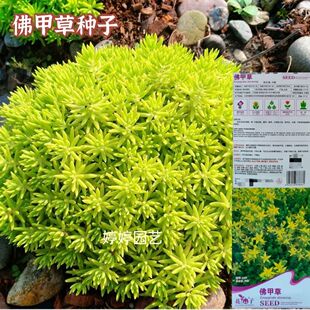 佛甲草种子 佛甲草草籽 草坪种子楼顶屋顶绿化 耐热耐寒四季种籽