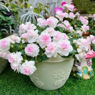 凤仙花种籽重瓣四季开花染指甲花卉种子室内阳台学生实验种植易活