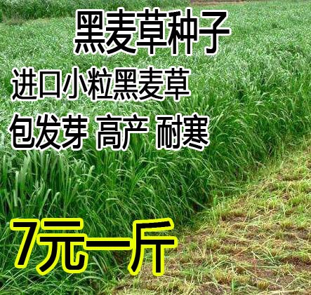 进口耐寒牧草种子多年生黑麦草种子四季常青鸡鸭鹅猪牛羊鱼草种籽