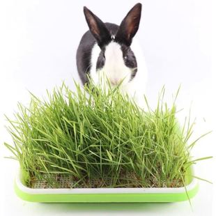 兔子草新鲜麦草种子小麦荷兰猪草龙猫豚鼠牧草种子兔粮草