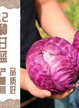 甘蓝种子大全四季紫色包菜牛心花菜包心西兰花春秋季阳台盆栽菜子