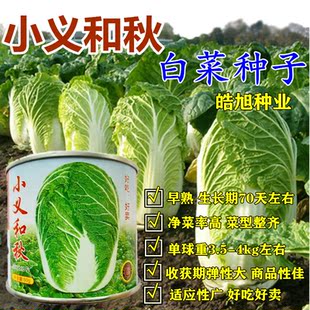 小义和秋大白菜种子山东胶东大白菜种籽抗病高产北方冬储白菜种籽