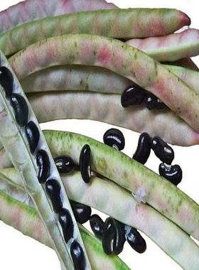 正宗广西农村自种老品种白心土黑豆当季黑饭豆黑眉豆黑豆非转基因