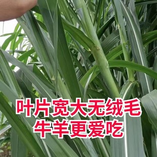 高产四季牧草王草种子四季大叶无毛冻不死牧草牲畜养殖畜牧牧草籽