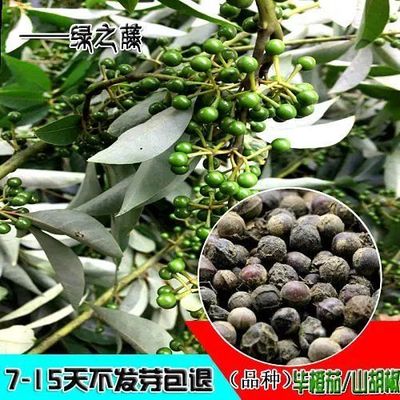 新采毕橙茄种子 毕澄茄种子 毗陵茄子 毛叶木姜子 大木姜 木香子
