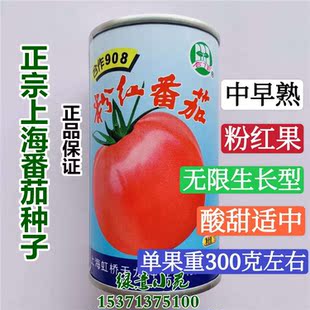 正品上海合作908粉红番茄种子本地番茄 酸甜粉红西红柿洋柿种孑籽