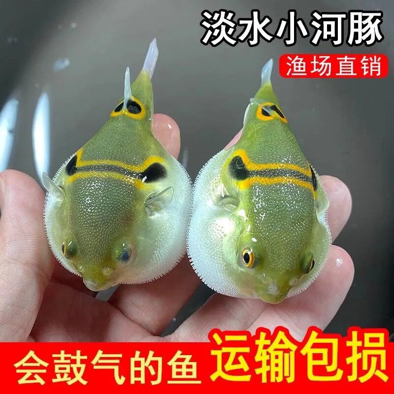 河豚鱼潜水艇小型巧克力娃娃热带鱼
