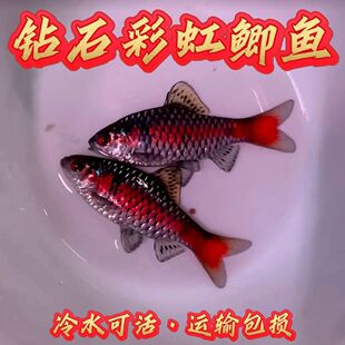 钻石彩虹鲫冷水耐寒耐养热带鱼原生鱼小型群游草缸溪流缸免打氧