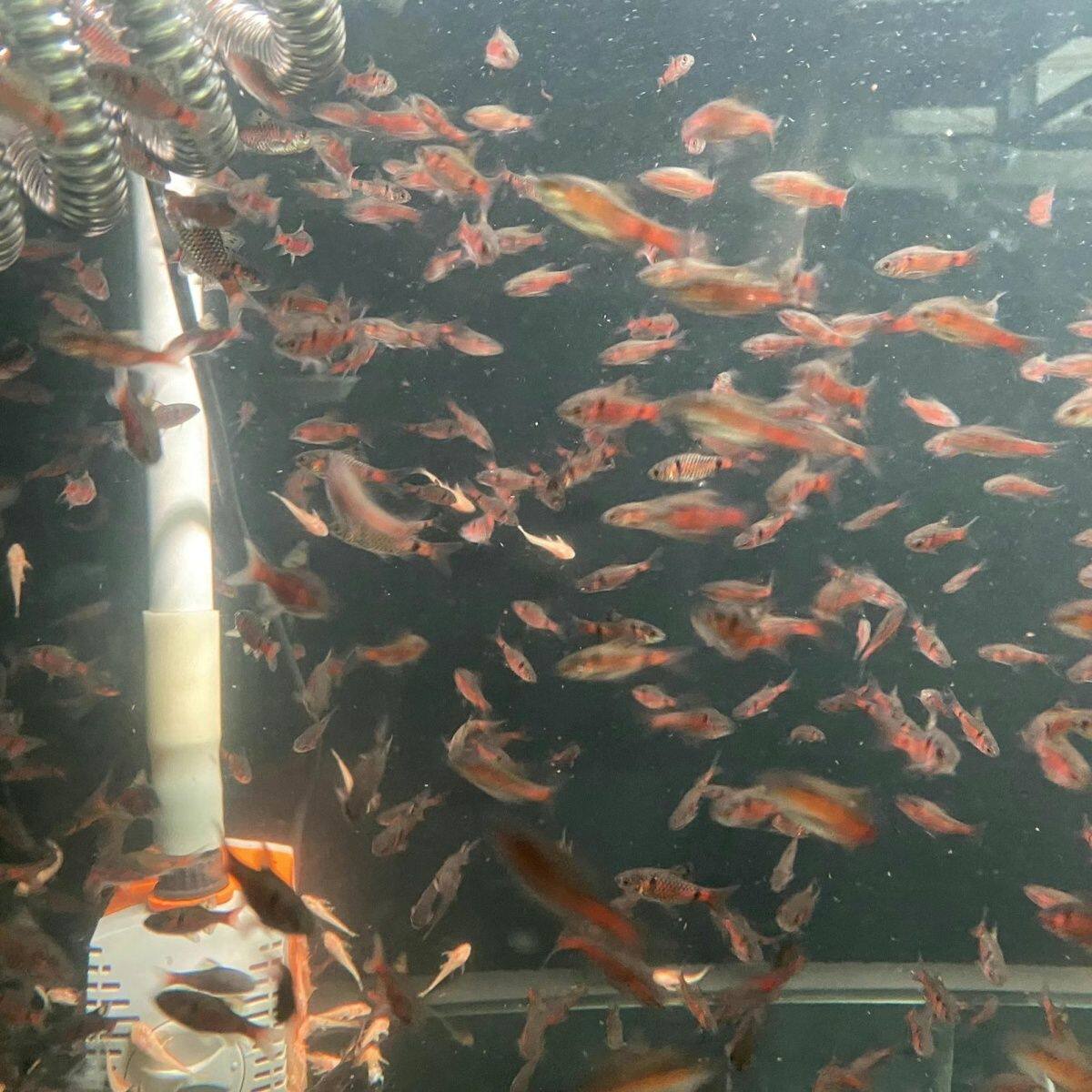钻石彩虹溪流鲫鱼冷水原生观赏鱼鱼