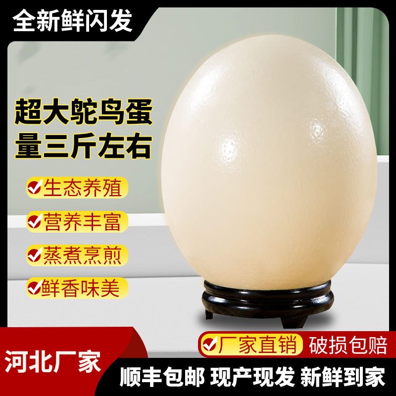鸵鸟蛋顺丰京东包邮超大新鲜食用蛋端午节中秋节过年送礼盒底座