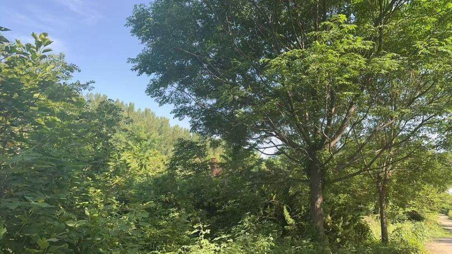 山东省泰安市肥城市安庄镇上前村村东南的一宗林木