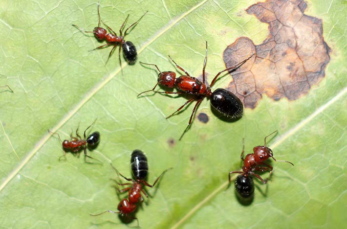Дугообразный муравей без шипов Camponotus малый тюркский синьцзянский муравей Изображение 1