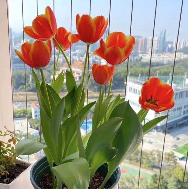 郁金香种球水培植物荷兰进口5度球桌面植物花卉种子阳台耐寒好养